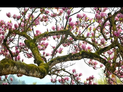 The Magnolia Trees~Breathtaking delicate beauty