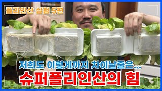 슈퍼폴리인산 엽면시비 실험 차이가 이렇게 난다고요? 이 제품은 슈퍼FK30입니다 | 폴리인산 실험 5편 | …