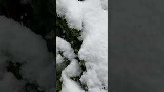自然眺める