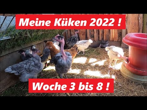 Meine Hühnerküken werden langsam groß ! Woche 3 bis 8 .