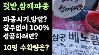 텃밭 참깨 파종 몇평쯤 재배햐면 자가소비용 가능할까? 저는 이렇게(?) 파종했습니다.