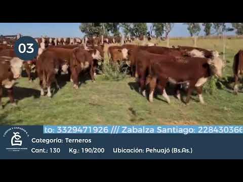 Lote Machos - Carlos Tejedor Bs As