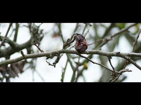 Meyah Don - Blättertreiben (prod.: Sensus)