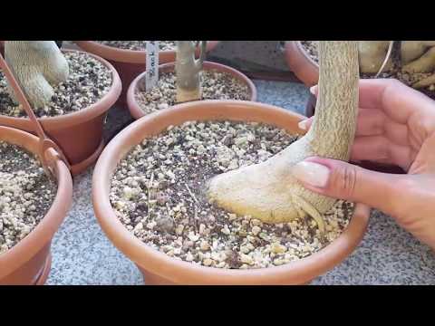 Как приподнять адениум. Цветущие адениумы МАЙ 2019