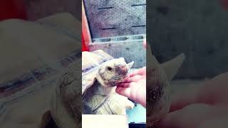 ヨシヨシ🐢ピザちゃん🍕#リクガメ #pets ##爬虫類