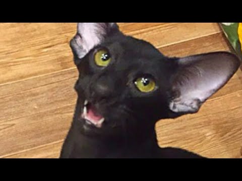 Oriental Shorthair Cat Martin Wants to Eat Everything