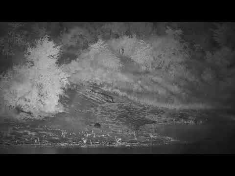 Djuma: Hippo in the dam - 21:44 - 01/26/2022