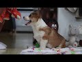 Welsh Corgi Pembroke dogs for sale: Jack - Video 1