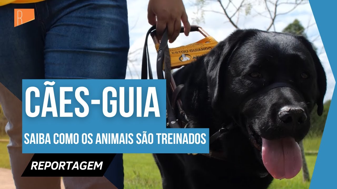 Conheça o treinamento e o trabalho dos cães-guia par deficientes visuais