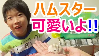 【ハムスター可愛い♪】飼っているハムスター、そうちゃんとまるちゃんの紹介です！！