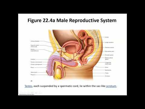 BIO 2006 Ch  22 Reproductive System