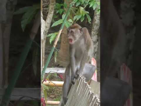 Monkey drinking alcohol