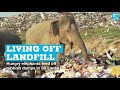 Living Off Landfill Hungry Elephants Feed Off Rubbish Dumps In Sri Lanka