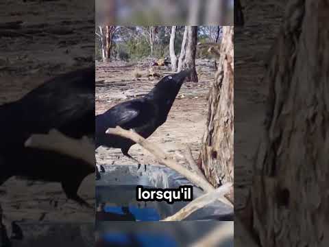 🦘 Les corbeaux ont aidé un kangourou ! #kangourou #corbeau #symbiose