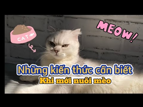 [Full] Những kiến thức cần biết để bắt đầu nuôi mèo!