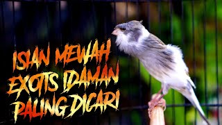 Download lagu KENARI PANDA JAMBUL GACOR ISIAN MEWAH EXOTIS PALING DICARI BUAT MASTERAN KENARI PAUD mp3 Download lagu KENARI PANDA JAMBUL GACOR ISIAN MEWAH EXOTIS PALING DICARI BUAT MASTERAN KENARI PAUD mp3