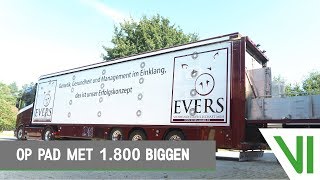 EIGEN WERK | Op pad met 1.800 biggen! | Evers & Posthouwer