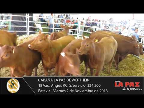 02-11-18 Venta de Vaq. Angus P.P. y P.C. - Cabaña La Paz de Werthein - Batavia