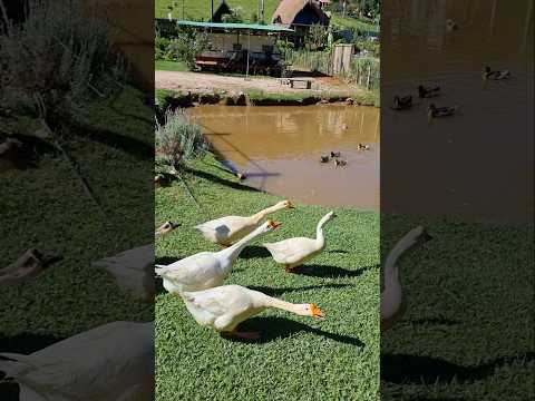 CABANA NO RIO - CAMANDUCAIA MG #minasgerais #turismo #minasgerais #nature