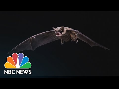 How The Coronavirus Spread From Animals To Humans | NBC News NOW