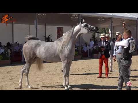 N 47 IEA YEMAYA   2020 Menton Mediterranean and Arab Countries Arabian Horse Championship   3 Years