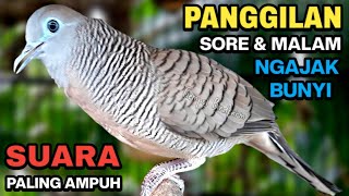 Download lagu Perkutut Lokal Gacor Suara Besar Pancingan Burung Perkutut Agar Cepat Bunyi. mp3