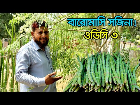 বারোমাসি সজিনা চাষ (ODC 3  সজিনা)  ঝিনাইদহে | উদ্যোক্তার খোঁজে