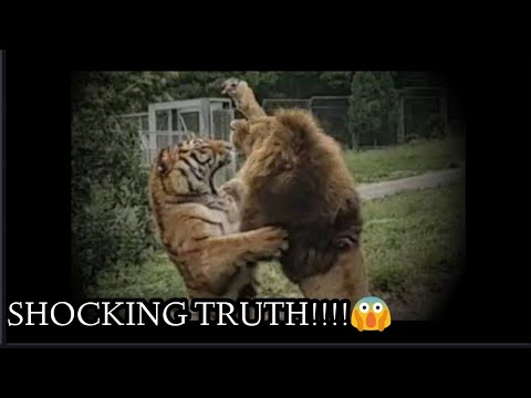 Shocking truth about lion vs tiger fight Xi'an zoo August 2020 !!!!!