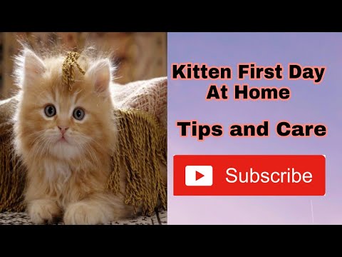Persian Cat First Day at home hindi || Tips and care || How to maintain Must watch