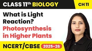 What is Light Reaction? - Photosynthesis in Higher Plants | Class 11 Biology Ch 11 | CBSE 2024-25