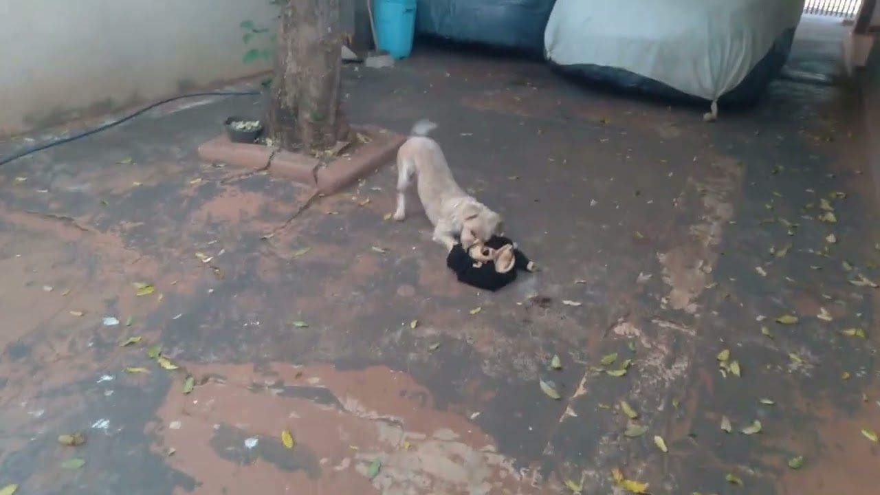 TICO GASPAR E AGORA O LUCK  DARÁ CERTO