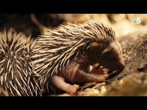 Bébé hérisson découvre le monde !