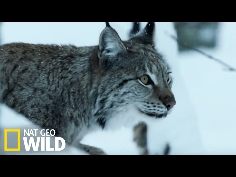 Le lynx boréal, prédateur aux pas de velours !