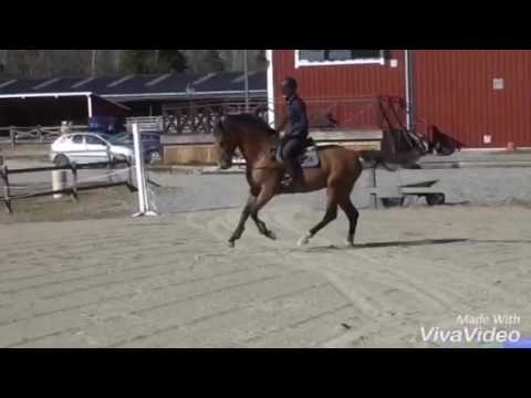 Nikita Z e. Numero Uno