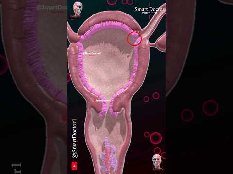 Menstrual cycle & Ovulation (Menstruation)  ✨‍♀️