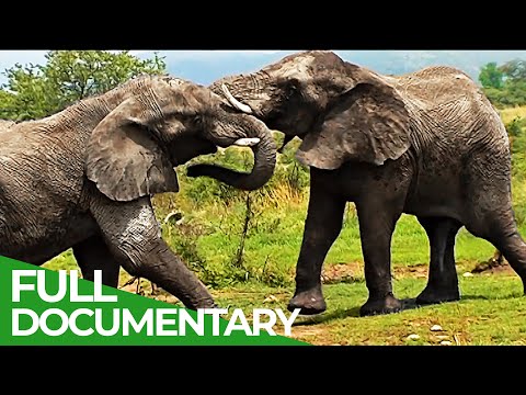 King of the Elephants