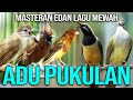 MASTERAN SADIS UNTUK MURAI BATU DAN BURUNG KICAU LAINNYA