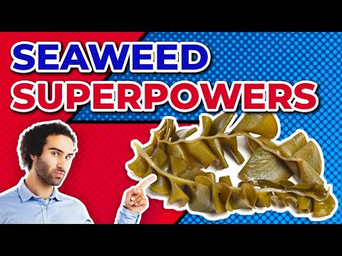 Ecklonia Cava Extract Powder