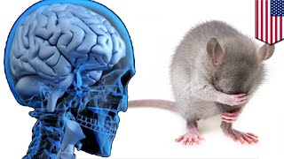 Scientists put human brain in mouse, rodent still dumb AF - TomoNews