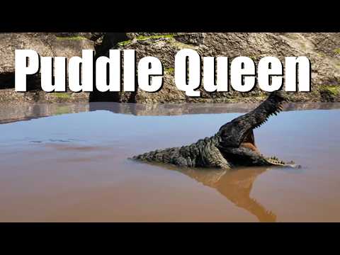 Deinosuchus: Professional Lurker, no fish required