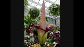 YA ES MUY TARDE, LOS TRI-O