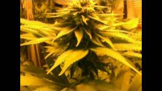 (bush and bud).purple kush and hash plant day 29 into flower #6