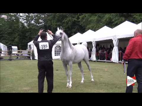 N.195 AJA JUSTIFIED - Bruges 2015 International - Stallions 7-9 years old and older (Class 110)