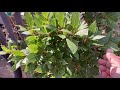 The secrets of Growing a Bay Leaf tree in your garden