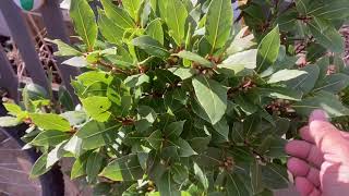The secrets of Growing a Bay Leaf tree in your garden