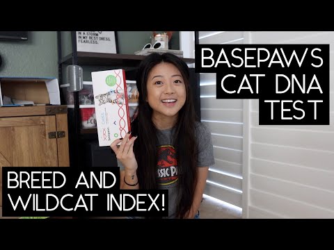 BASEPAWS CAT DNA TEST | SVEN AND ROBBIE