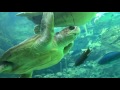 ABC SEA ANIMALS Videos Songs For KIDS Compilation EDUCATIONAL Babies Toddlers Preschool K 3