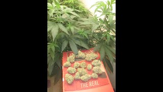 lay down sally-sisters and brothers-deal    11-24-91