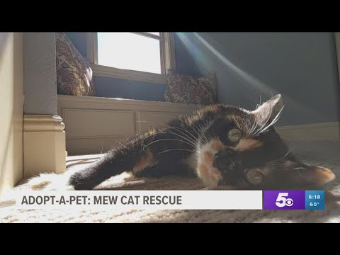 Adopt-A-Pet: Celestine at Mew Cat Rescue in Bentonville