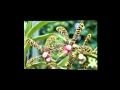 Воздушная орхидея-паук Арахнис..mp4 
